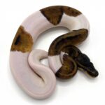 Mahogany Ball Python: Care Guide, Morphs, and More