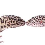 Male and Female Leopard Geckos Living Together: Is it Possible?