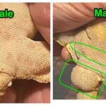 Male Crested Geckos | Info and Care Guide
