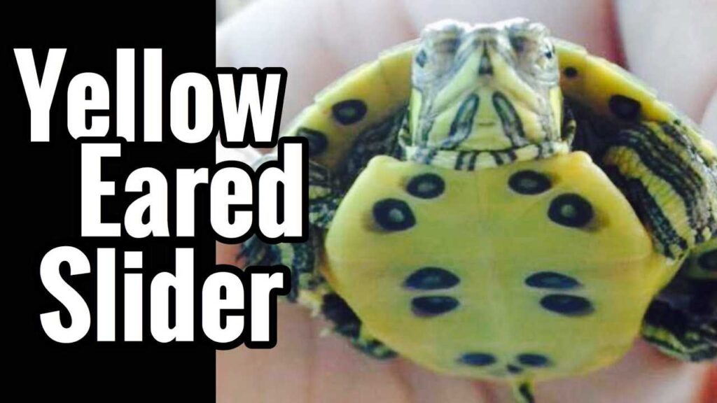 Male vs Female Yellow Bellied Slider Turtle - Vital Frog