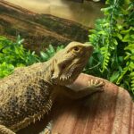 Common signs of malnourished bearded dragon and how to treat it