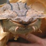 All About Mata Mata Turtles: Habitat, Appearance, and Behavior