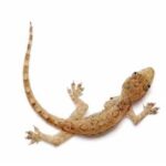 Mediterranean House Gecko for Sale – Exotic Pets at Affordable Prices
