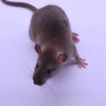 Medium Rats – The Perfect Sized Pets for Small Spaces