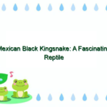 Mexican Black Kingsnake: A Fascinating Reptile Species
