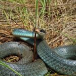 Michigan Blue Racer: Characteristics, Behavior, and Conservation