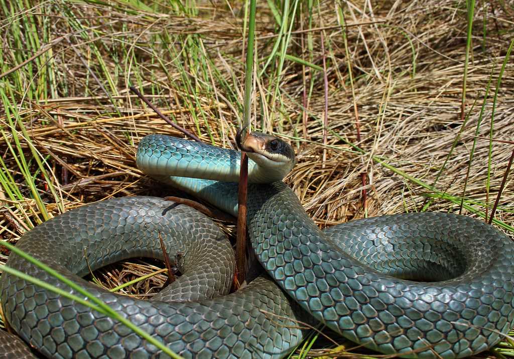 Blue Racer Snake Sign Michigan Blue Racer: Characteristics, Behavior, and Conservation ...