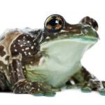 Buy Milk Frogs Online – Best Deals and Selection