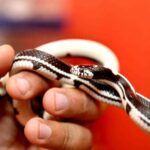 Everything you need to know about mini snakes