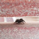 Mini Tarantula: The Fascinating World of Pet Tarantulas