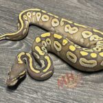 Mojave Ghost Ball Python: A Stunning Snake with Unique Patterns