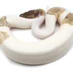 Mojave Pied Ball Python: A Stunning Snake with Beautiful Patterns
