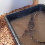 Creating the Perfect Monitor Lizard Enclosure: Tips and Ideas