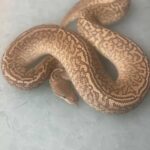 Monsoon Ball Python: Care Guide, Morphs, and More