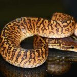 Discover the Fascinating World of Monsoon Snakes