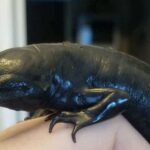 Morph Axolotl – Discover the Various Color Variants of Axolotls