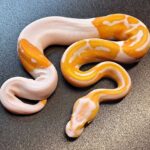 MorphMarket Ball Pythons: Discover a World of Stunning Reptiles for Sale!