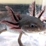 Mosiac Axolotl – A Beautiful and Unique Axolotl Variant