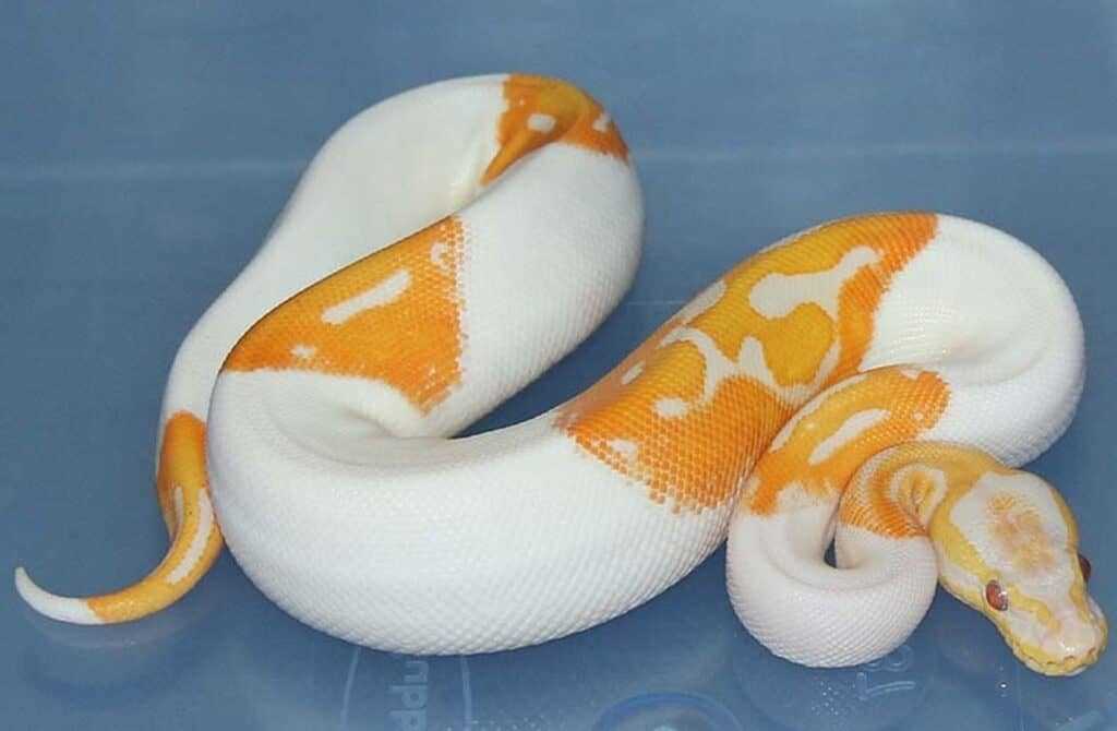 The Most Expensive Ball Python Morphs Vital Frog