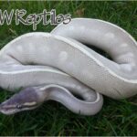 Mystic Ball Python – All You Need to Know