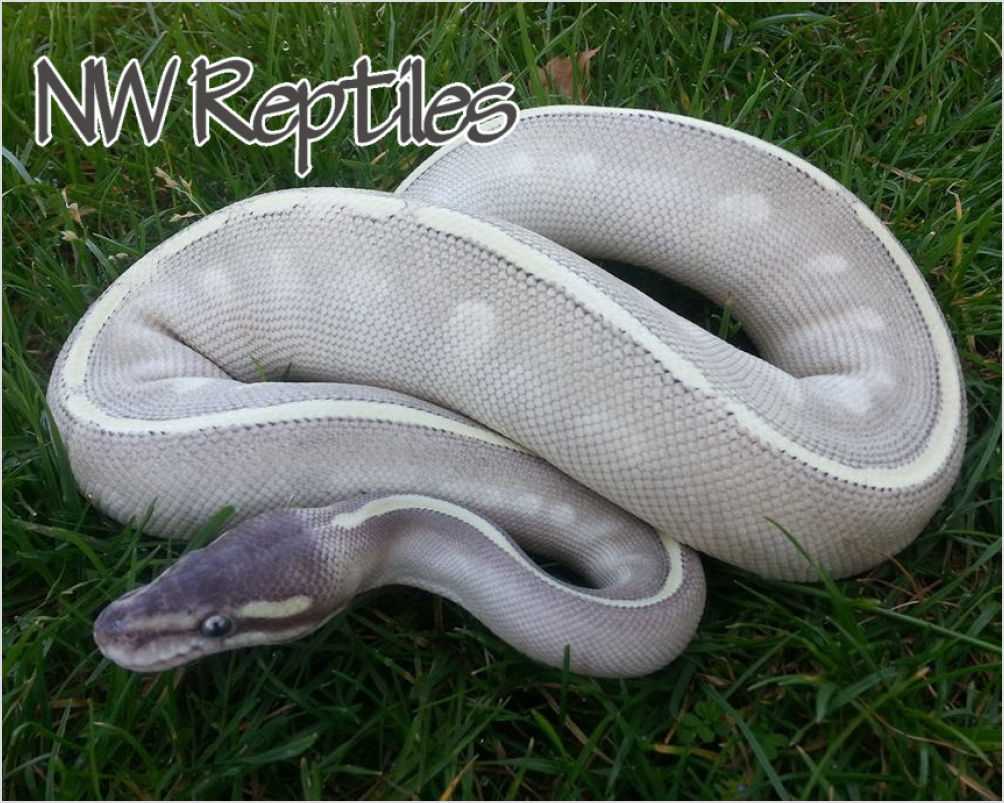 Mystic Ball Python - All You Need to Know - Vital Frog