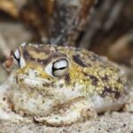 All About the Namaqua Rain Frog – Facts, Habitat and More