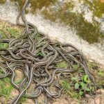 Popular Names for Groups of Snakes