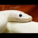 White Snake Names – Discover the Best Names for Your White Snakes