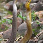 Yellow Snake Names