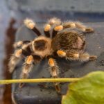 New Mexican Tarantula: Facts, Habitat, and Behavior | Your Guide
