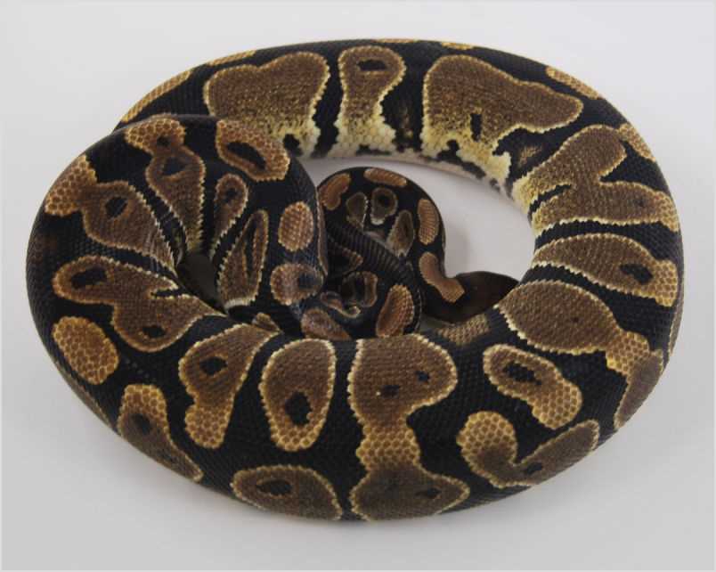 normal-ball-python.jpg