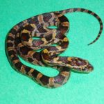 All about the normal corn snake: appearance, care, and breeding