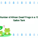 Number of African Dwarf Frogs in a 10 Gallon Tank