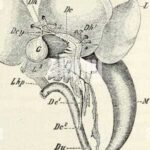 Number of Lobes in a Frog’s Liver
