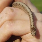 Ohio Garter Snake: Species Description, Habitat, and Behavior
