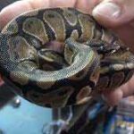 The Fascinating World of the Old Ball Python – Explore These Ancient and Enigmatic Reptiles