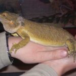 Tips for Caring for an Old Bearded Dragon