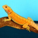 Orange Bearded Dragon: A Guide to the Colorful Reptile