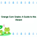 Orange Corn Snake: A Guide to this Vibrant Reptile Species