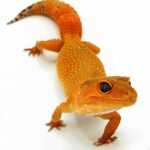 Orange Leopard Gecko: A Stunning Reptile with Vibrant Colors