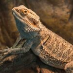 Managing an Overweight Bearded Dragon: Tips and Recommendations