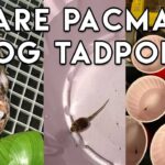 Pac Man Frog Tadpole: Everything You Need to Know!