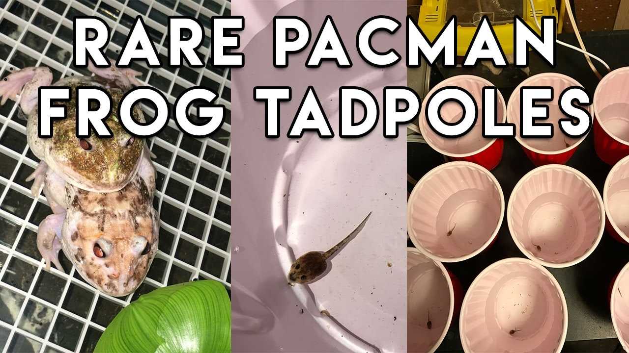 Photo inspiration: Picture Idea: Pac Man Frog Tadpole Everything You Need To Know