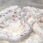 Palmetto Corn Snake for Sale – Find Your Perfect Pet Snake Today!