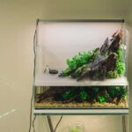 Discover the Beauty of Paludarium Tanks with Exotic Aquatic Life