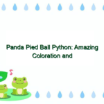 Panda Pied Ball Python: Amazing Coloration and Patterns