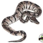 Pastel Axanthic Ball Python – The Perfect Exotic Pet Snake