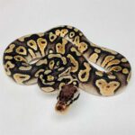 Pastel Ball Python – A Beautiful and Unique Morph