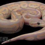 Pastel Banana Ball Python – The Trendiest Pet Snake in the World