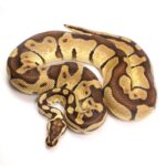 Pastel Enchi Ball Python: A Beautiful and Unique Reptile